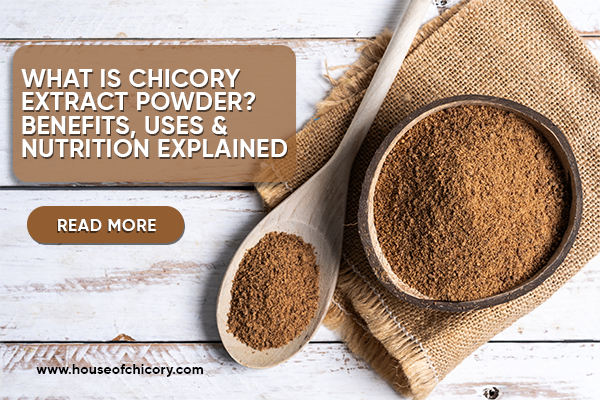 what-is-chicory-extract-powder-benefits-uses-nutrition-explained